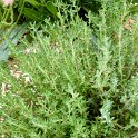 Thymus vulgaris 'd'hiver'